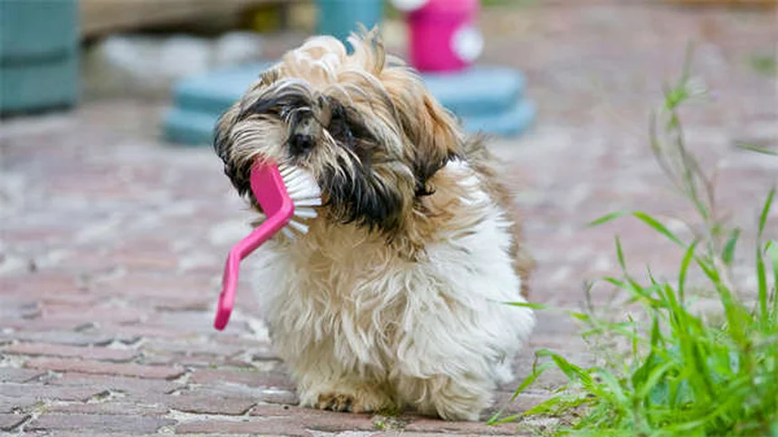 Dog Poop Schedule: What's Normal & When to Worry