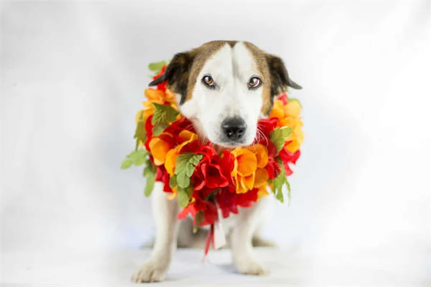 Dog Anal Gland Problems: Signs, Treatment & Prevention Tips